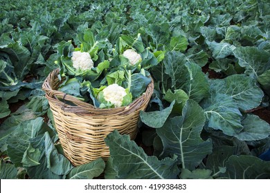 cauliflower-field-260nw-419938483