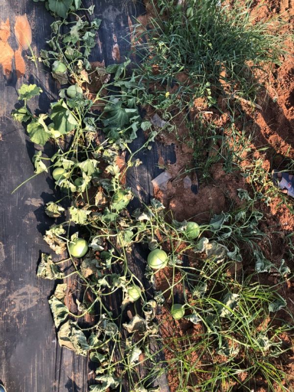 Bệnh chết xanh dưa lê