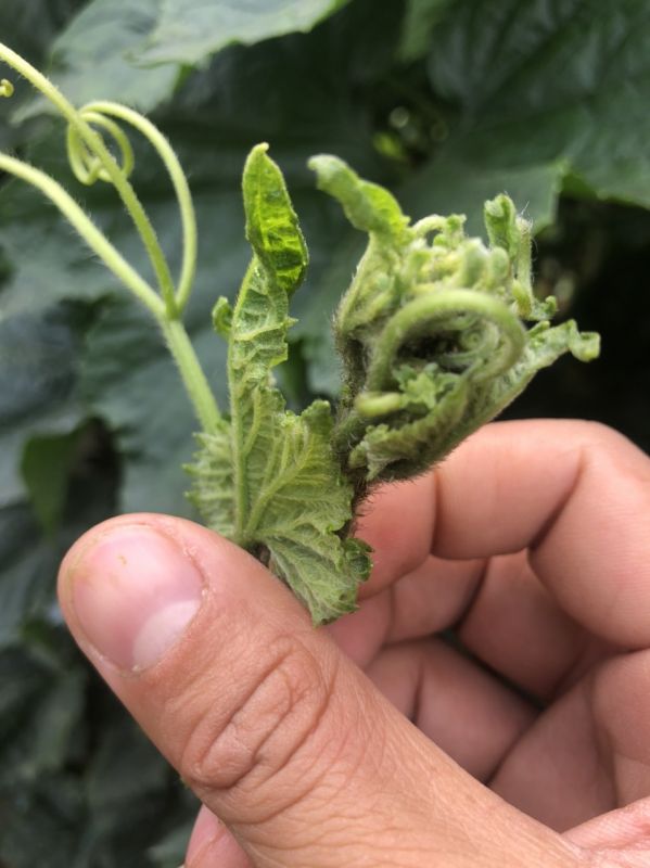 Biện pháp phòng trừ bọ trĩ hữu hiệu mùa khô nóng cho nhóm bầu bí