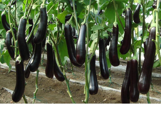 QUY TRÌNH KỸ THUẬT SẢN XUẤT CÂY CÀ TÍM DÀI AN TOÀN TRONG NHÀ KÍNH, NHÀ MÀNG TRỒNG GIÁ THỂ