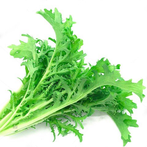 QUY TRÌNH KỸ THUẬT SẢN XUẤT CẢI ĐUÔI PHỤNG AN TOÀN TRONG NHÀ MÀNG, NHÀ KÍNH