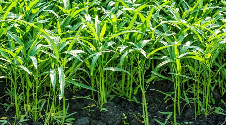 QUY TRÌNH KỸ THUẬT TRỒNG RAU MUỐNG TRONG NHÀ MÀNG AN TOÀN THEO VIETGAP