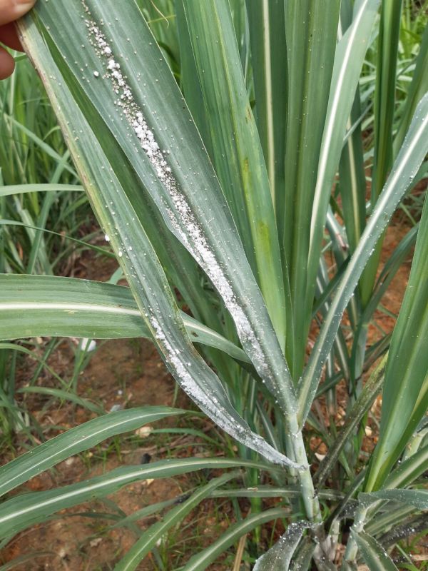 Rệp bông trắng hại Mía