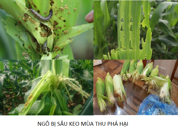 Hướng dẫn Phòng trừ sâu keo mùa thu hại ngô