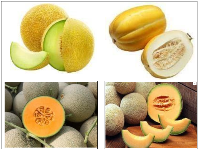 QUY TRÌNH KỸ THUẬT SẢN XUẤT DƯA LƯỚI, DƯA NGỌT