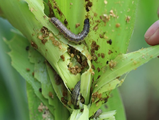 Sâu keo mùa thu Hải Ngô