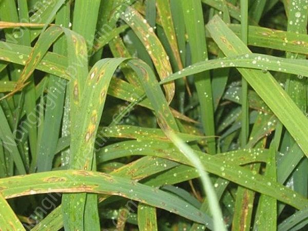 Bệnh đạo ôn trên lúa: Nguyên nhân, triệu chứng và thuốc đặc trị bệnh