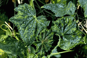 Bệnh khảm trên cây dưa, bầu bí