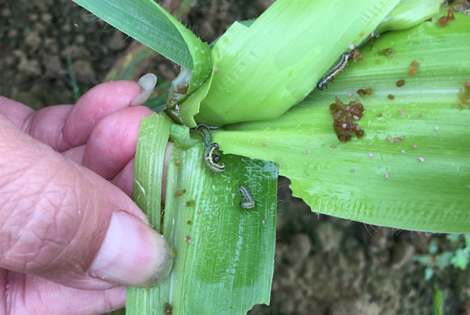 Hướng dẫn phòng trừ sâu keo mùa thu hại ngô