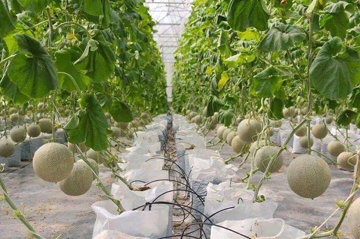 CÁC BÊNH THƯỜNG GẶP TRÊN DƯA LƯỚI