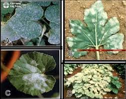 phan_-trang-hai-bau_-bi